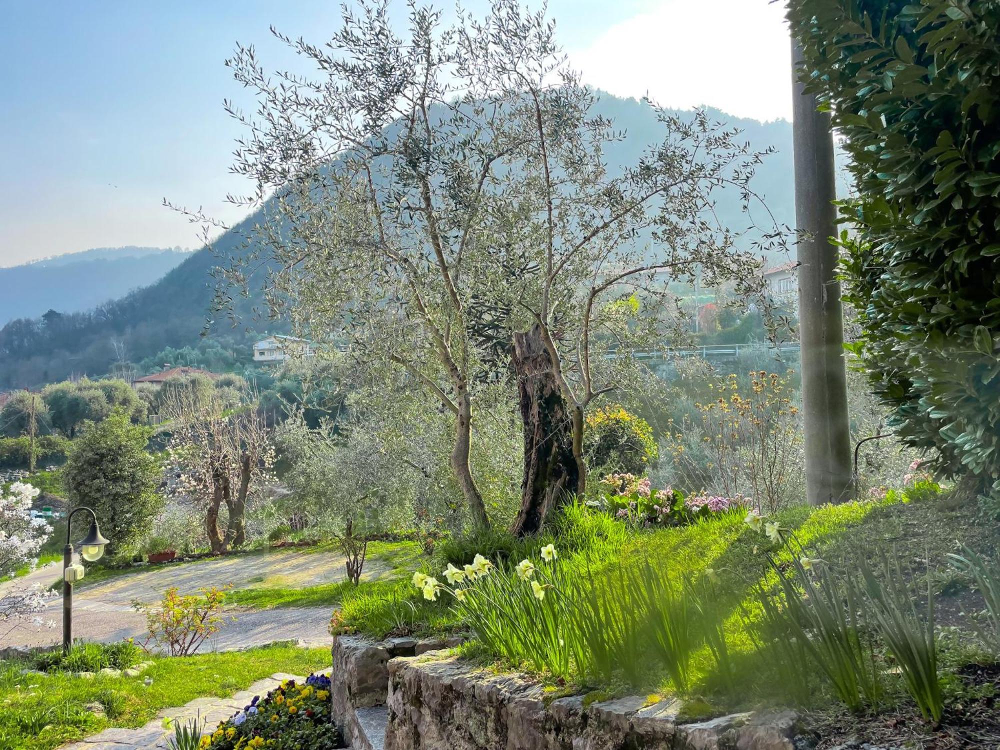 Breva Loft Tra Gli Ulivi Ed Il Lago Bellagio Exteriör bild